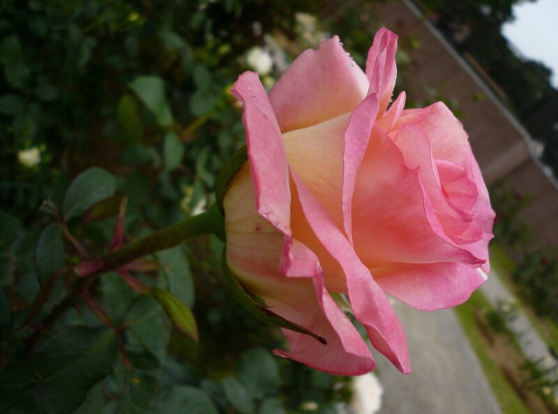 Pink Rose Flower — Calm, Afternoon, Photograph, Green Leaves, Stem, Path