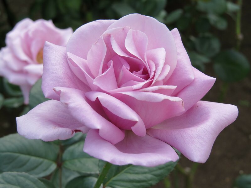Pink Rose Flower — Calm, Afternoon, Photograph, Leaf, Bloom