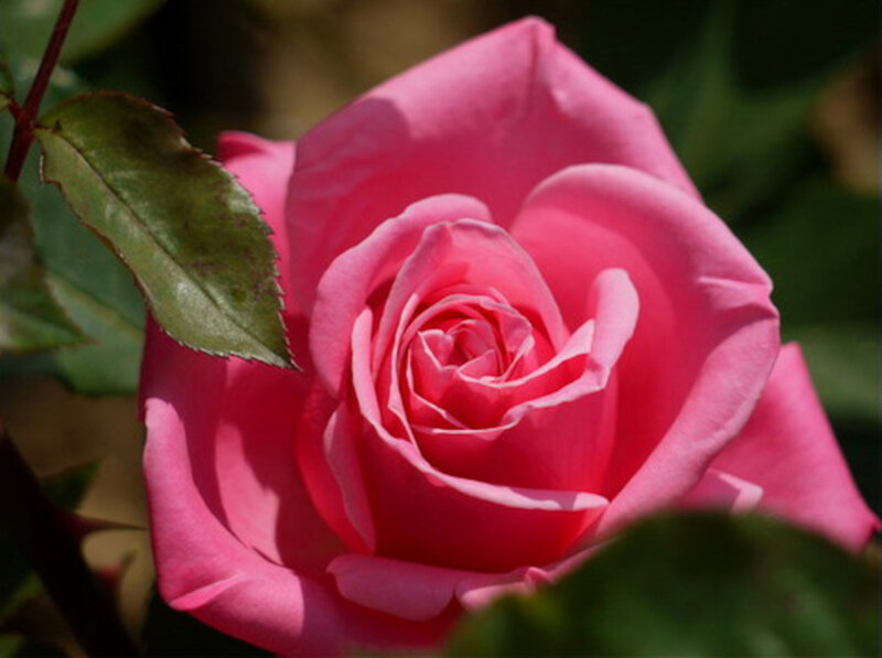Pink Rose Flower — Calm, Afternoon, Photograph, Leaf, Stem