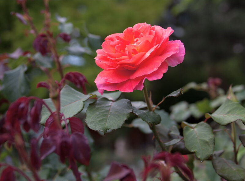 Pink Rose Flower — Calm, Afternoon, Photograph, Leaves, Bush