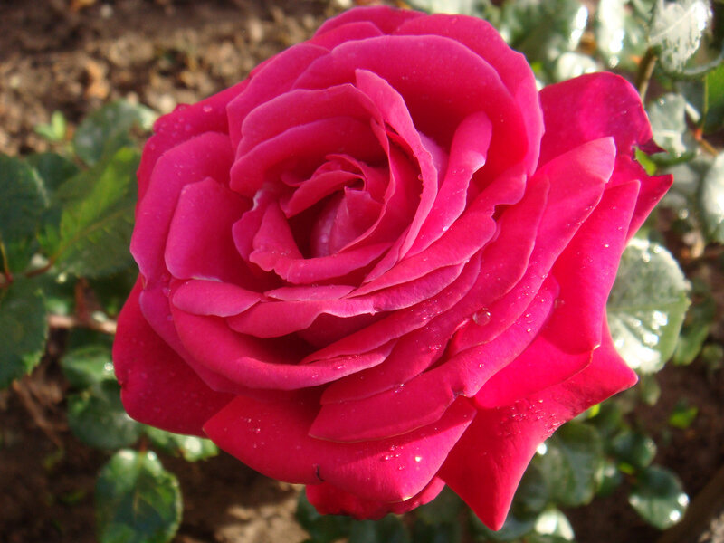 Pink Rose Flower — Calm, Afternoon, Photograph, Leaves, Dew Drops