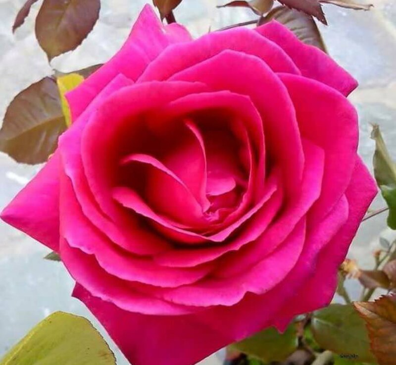 Pink Rose Flower — Calm, Afternoon, Photograph, Leaves, Stem