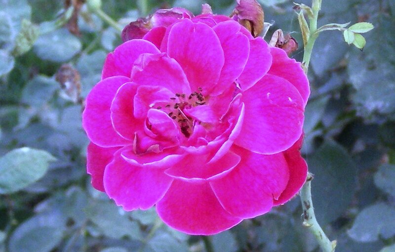 Pink Rose Flower — Calm, Afternoon, Photograph, Leaves