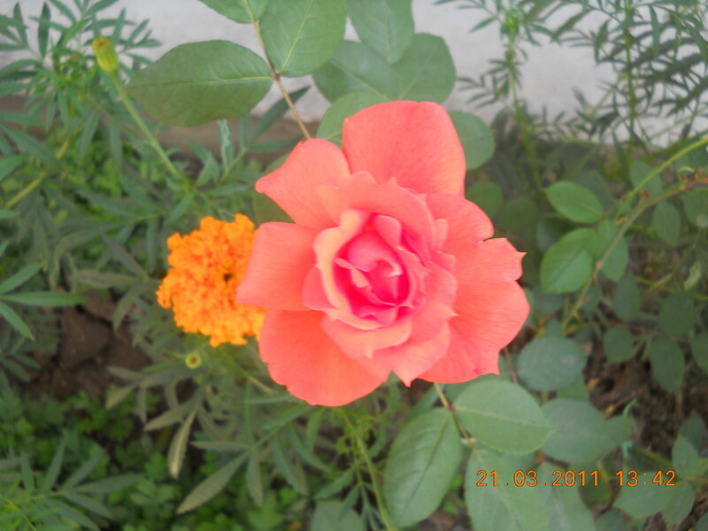 Pink Rose Flower — Calm, Afternoon, Photograph, Orange Marigold