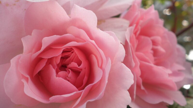 Pink Rose Flower — Calm, Afternoon, Photograph, Petals, Greenery