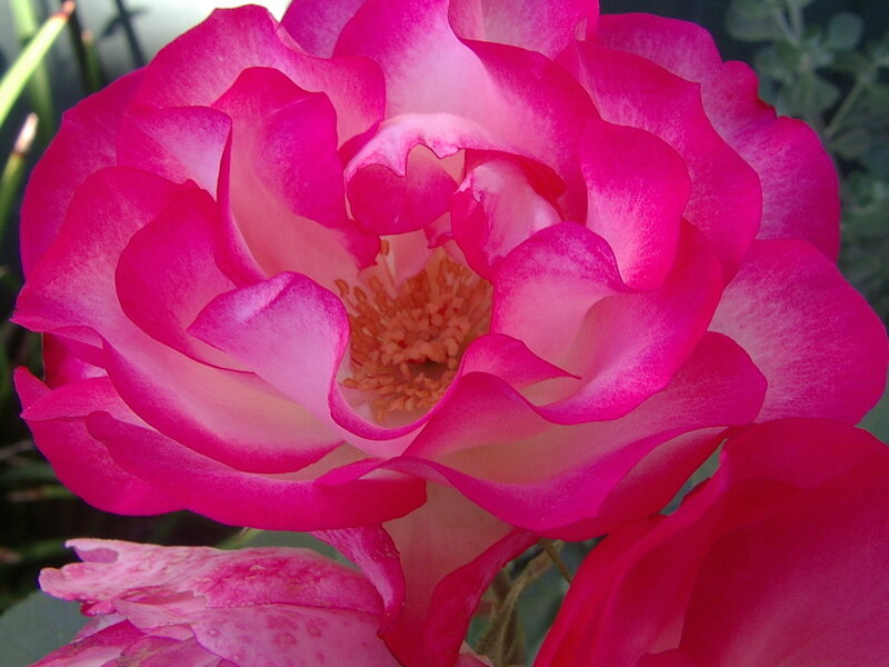 Pink Rose Flower — Calm, Afternoon, Photograph, Petals