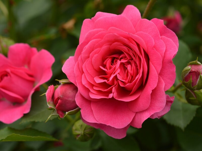 Pink Rose Flower — Calm, Afternoon, Photograph, Rose Bud, Green Leaves
