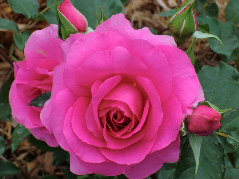 Pink Rose Flower — Calm, Afternoon, Photograph, Rose Bud