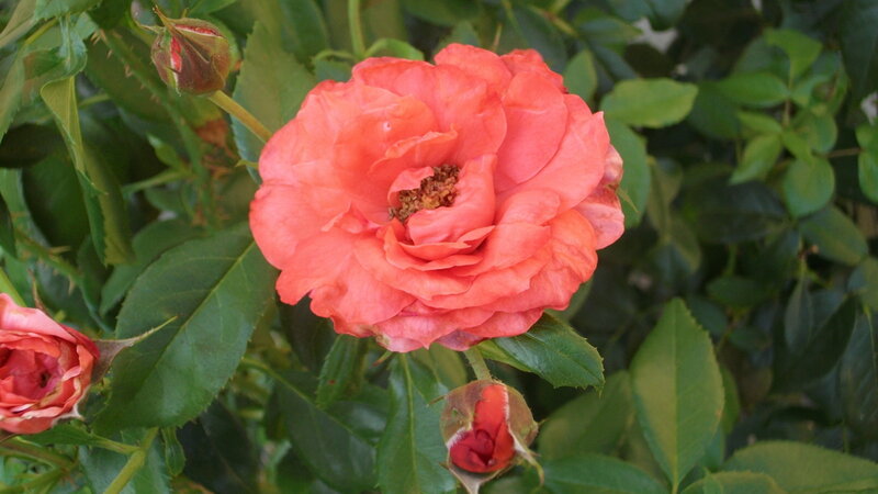 Pink Rose Flower — Calm, Afternoon, Photograph, Rose Buds