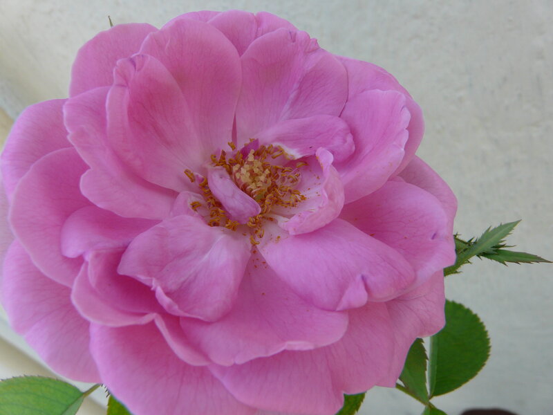 Pink Rose Flower — Calm, Afternoon, Photograph, Stamen