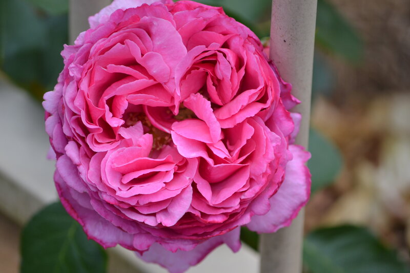 Pink Rose Flower — Calm, Afternoon, Photograph, Stem