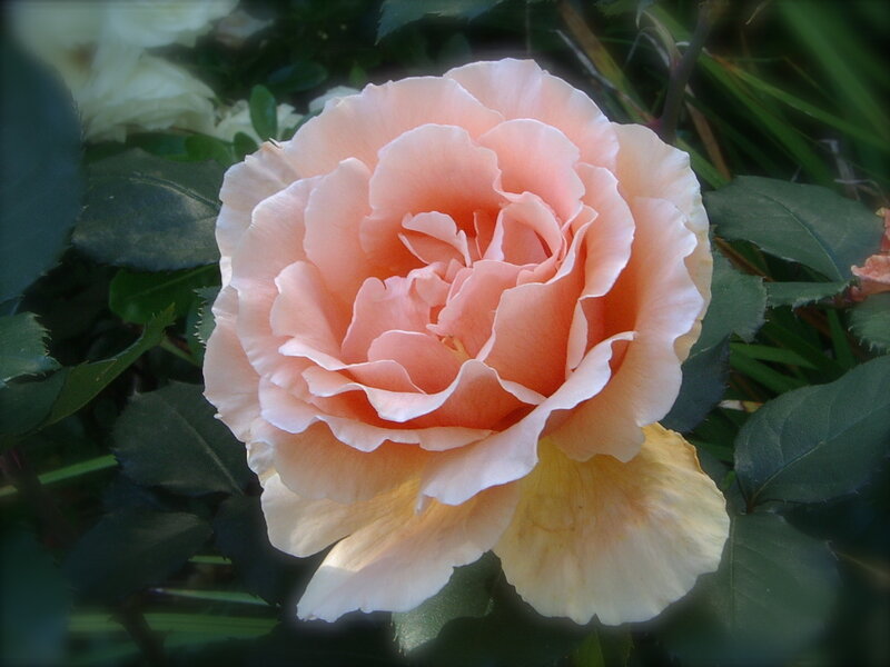 Pink Rose Flower — Calm, Afternoon, Photograph