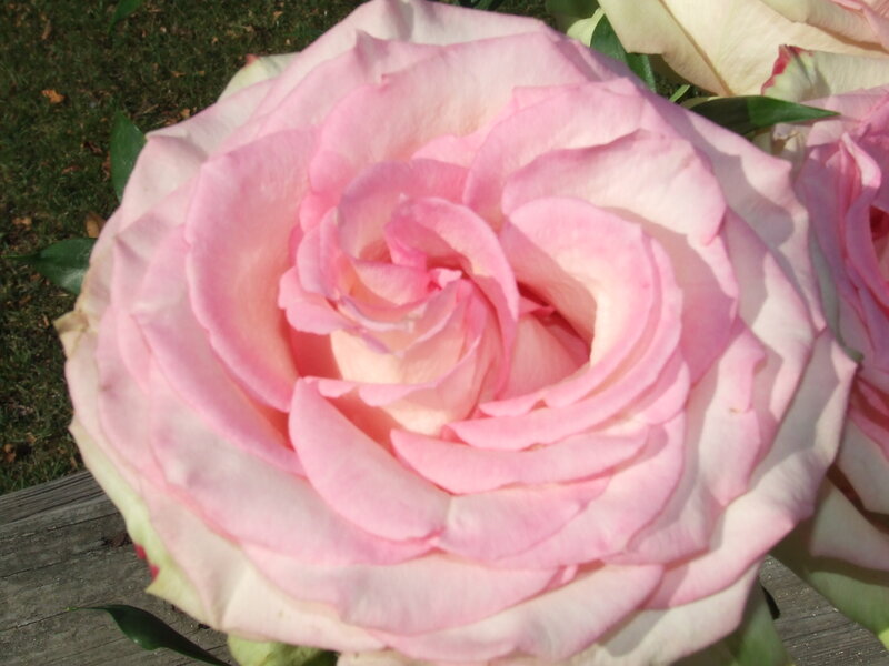 Pink Rose Flower — Calm, Afternoon, Photograph, Wooden Surface
