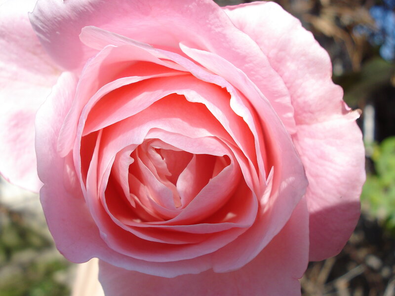 Pink Rose Flower — Calm, Afternoon