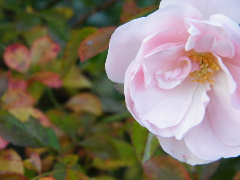 Pink Rose Flower — Calm, Autumn, Photograph