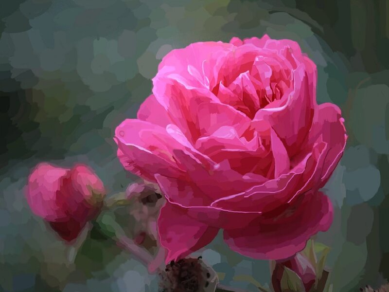 Pink Rose Flower — Calm, Digital Art, Bud