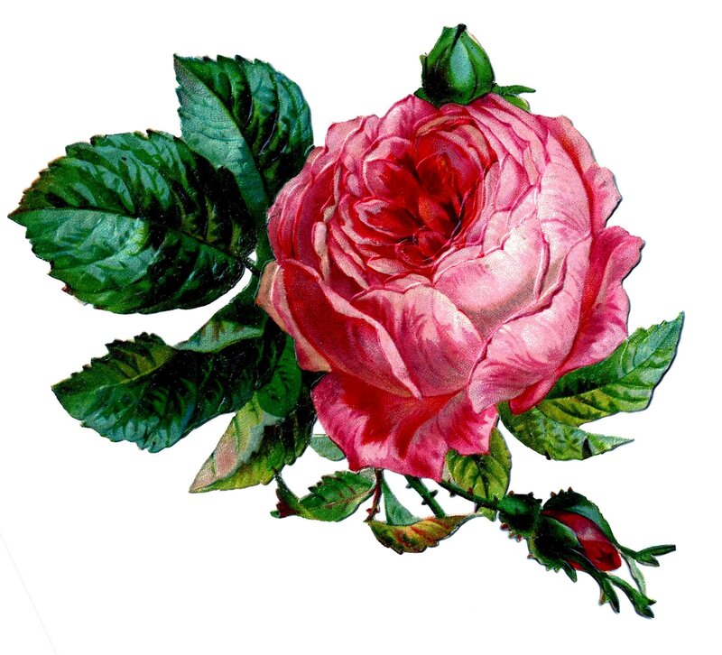 Pink Rose Flower — Calm, Illustration, Leaves