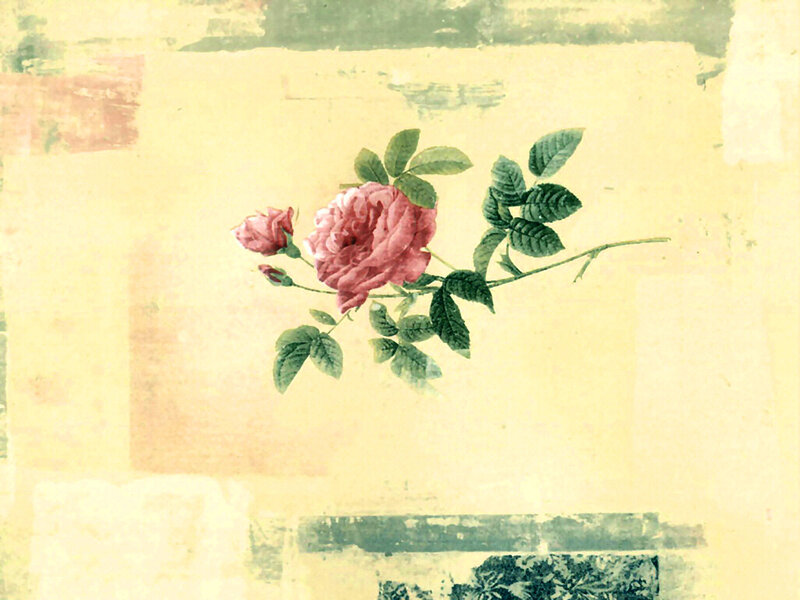 Pink Rose Flower — Calm, Illustration