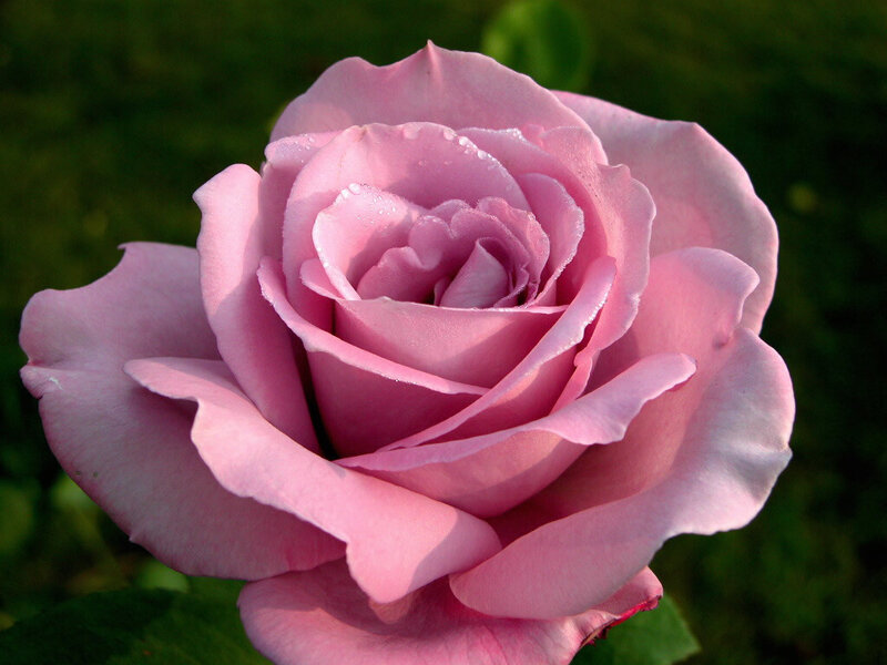 Pink Rose Flower — Calm, Morning