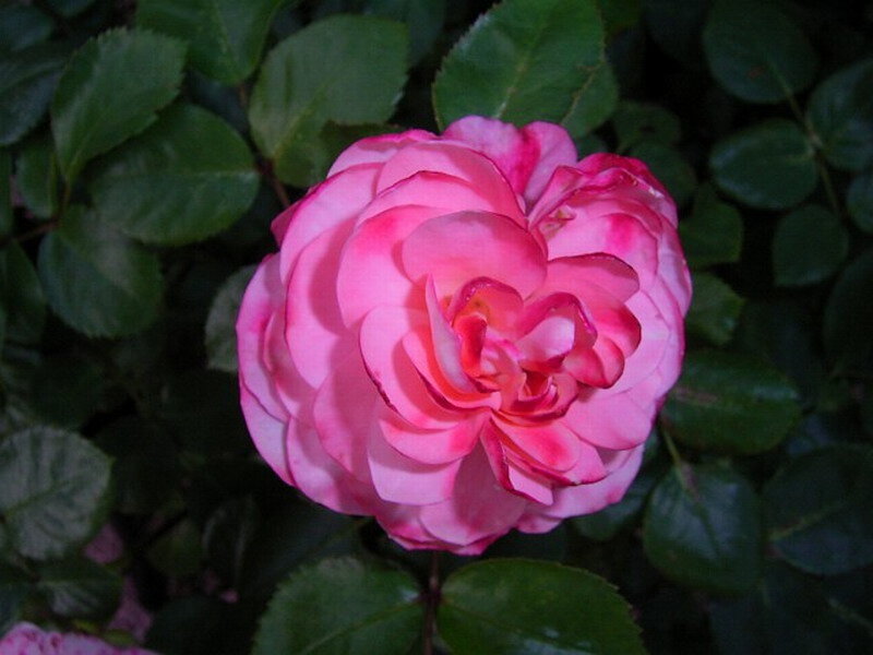 Pink Rose Flower — Calm, Night