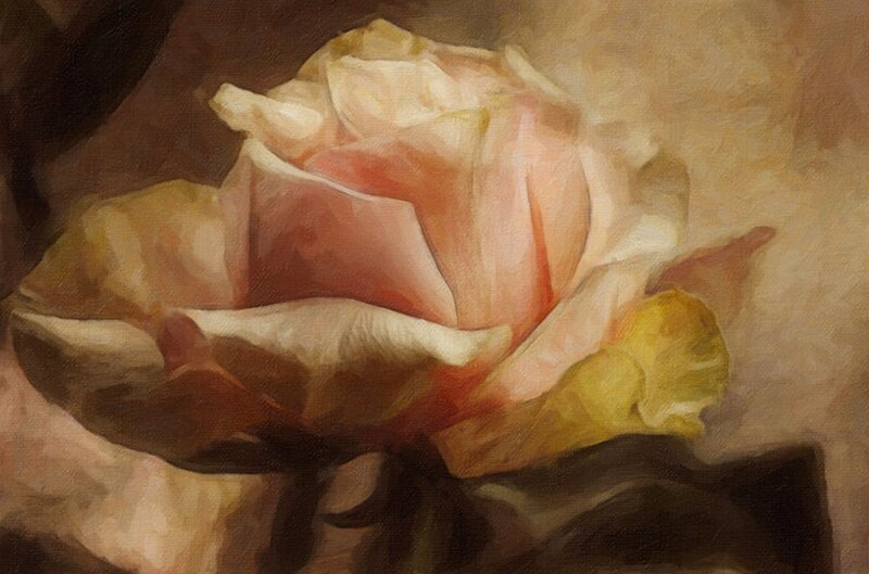 Pink Rose Flower — Calm, Painting, Petals