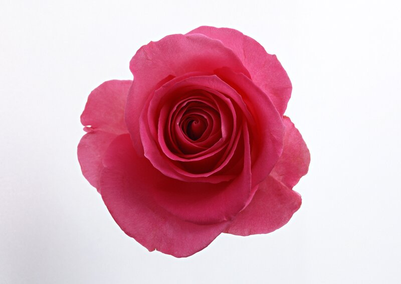 Pink Rose Flower — Calm, Petals