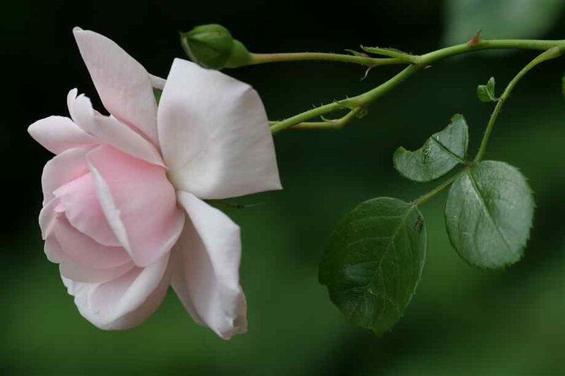 Pink Rose Flower — Calm, Photograph, Bud, Leaf, Stem