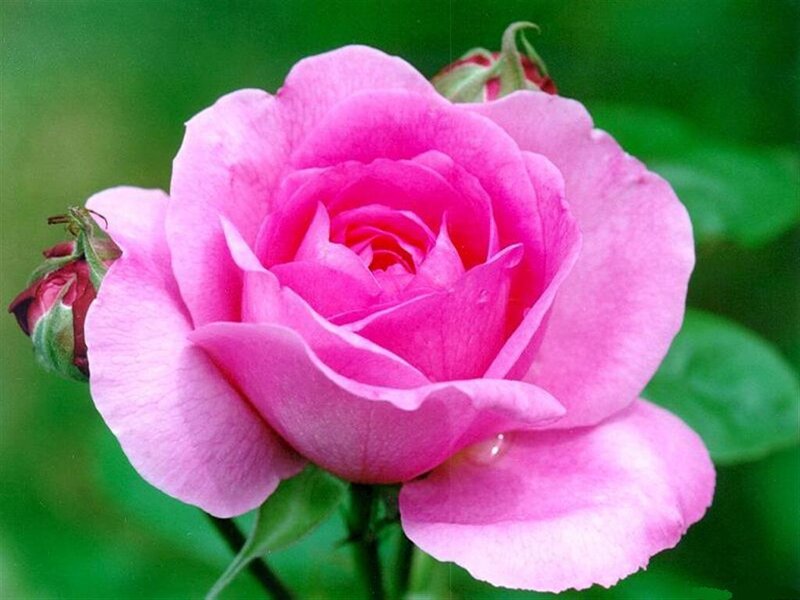 Pink Rose Flower — Calm, Photograph, Bud, Leaf