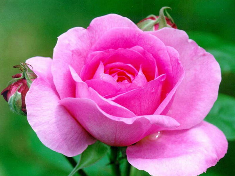 Pink Rose Flower — Calm, Photograph, Bud, Leaf, Water Droplet