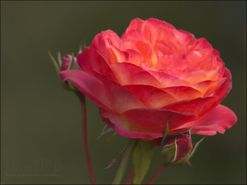 Pink Rose Flower — Calm, Photograph, Bud, Stem, Leaf