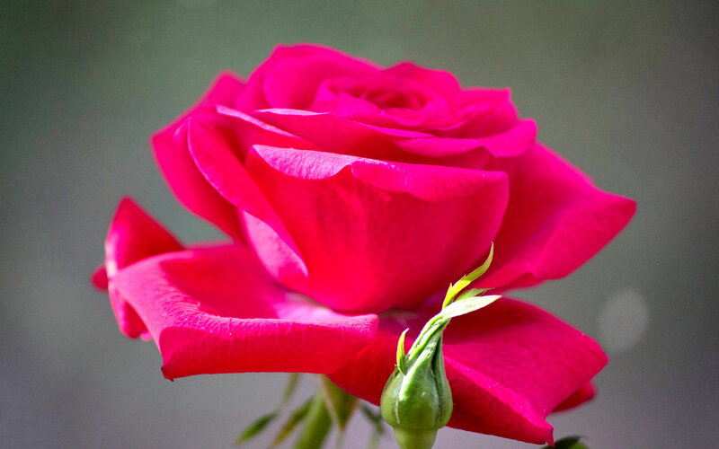 Pink Rose Flower — Calm, Photograph, Bud, Stem