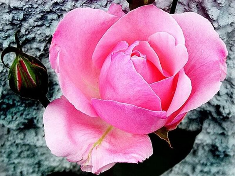 Pink Rose Flower — Calm, Photograph, Bud, Stone Wall