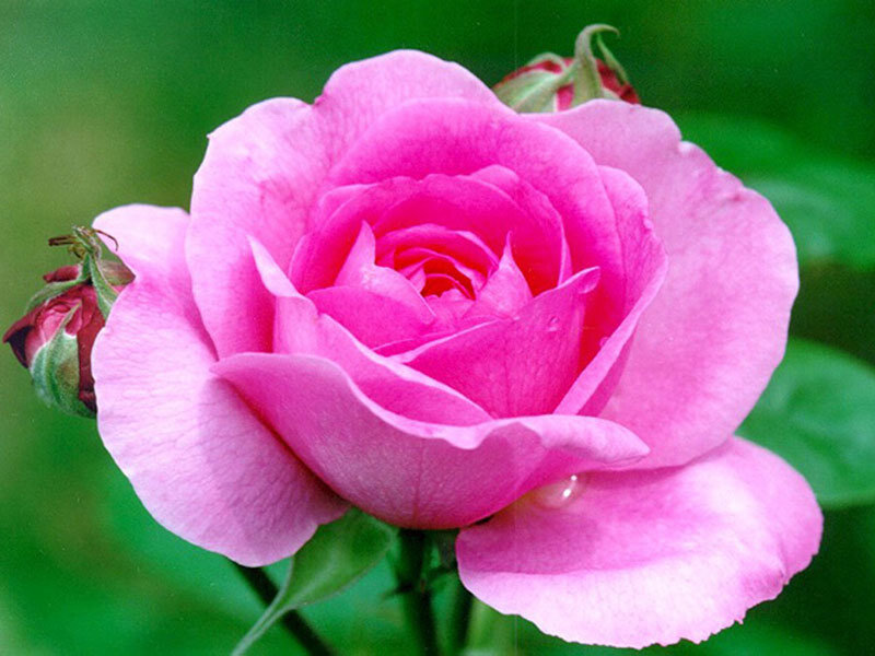 Pink Rose Flower — Calm, Photograph, Bud