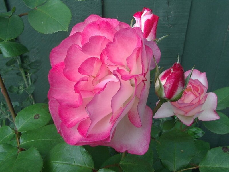 Pink Rose Flower — Calm, Photograph, Buds, Leaves, Fence