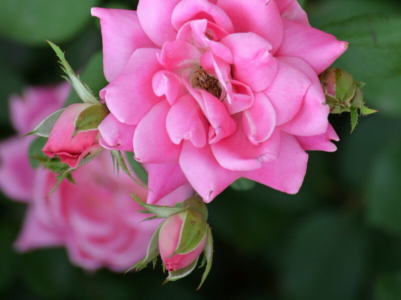 Pink Rose Flower — Calm, Photograph, Buds, Leaves, Green Background