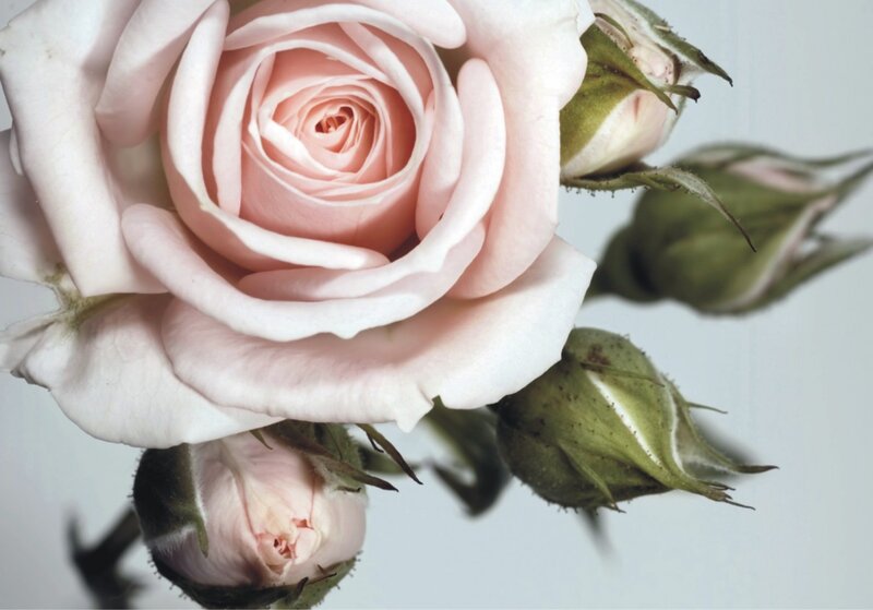 Pink Rose Flower — Calm, Photograph, Buds, Stem