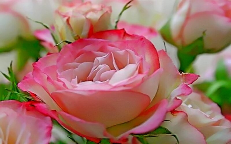 Pink Rose Flower — Calm, Photograph, Buds