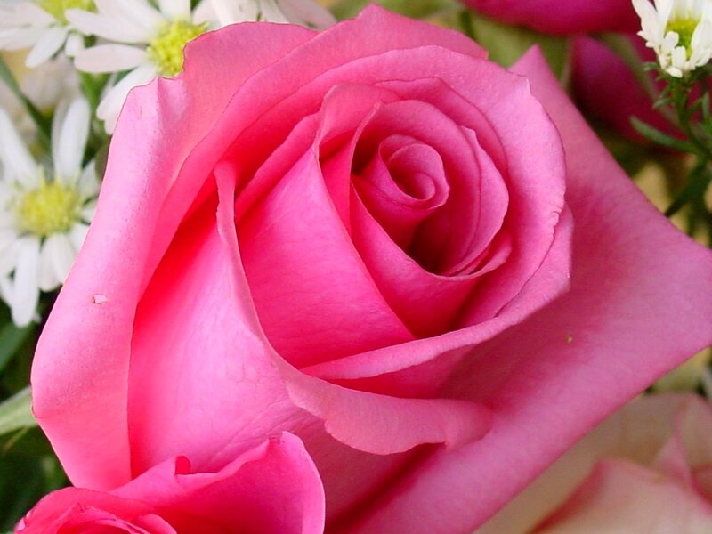 Pink Rose Flower — Calm, Photograph, Daisies