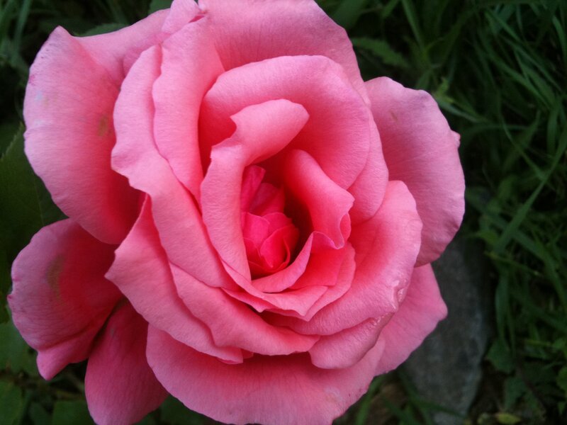 Pink Rose Flower — Calm, Photograph, Grass