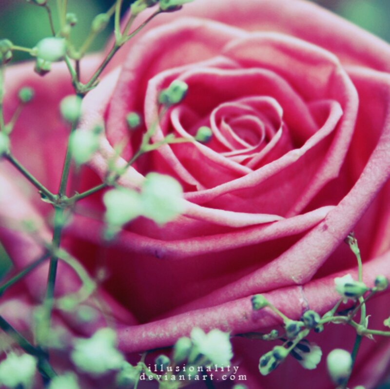 Pink Rose Flower — Calm, Photograph, Green Buds