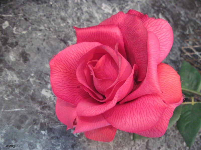 Pink Rose Flower — Calm, Photograph, Green Leaf, Marble Surface