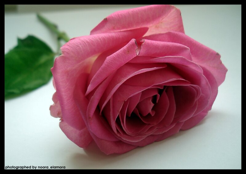 Pink Rose Flower — Calm, Photograph, Green Leaf, Stem