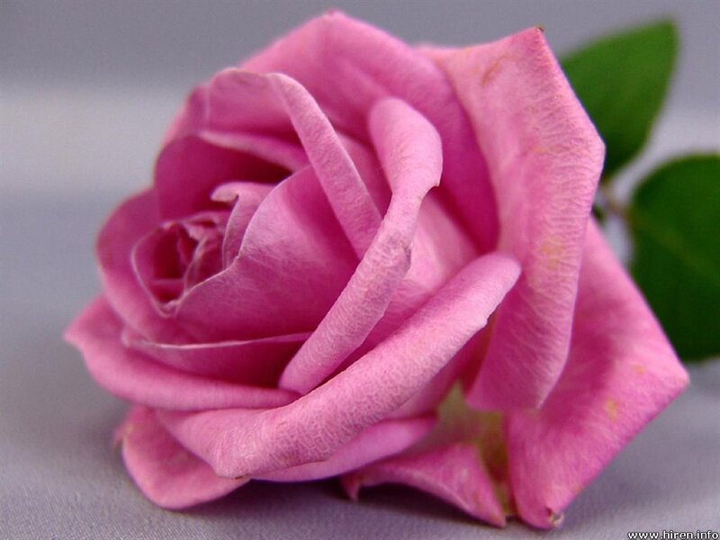 Pink Rose Flower — Calm, Photograph, Green Leaf