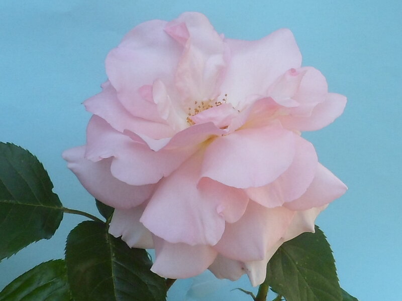 Pink Rose Flower — Calm, Photograph, Green Leaves, Blue Background