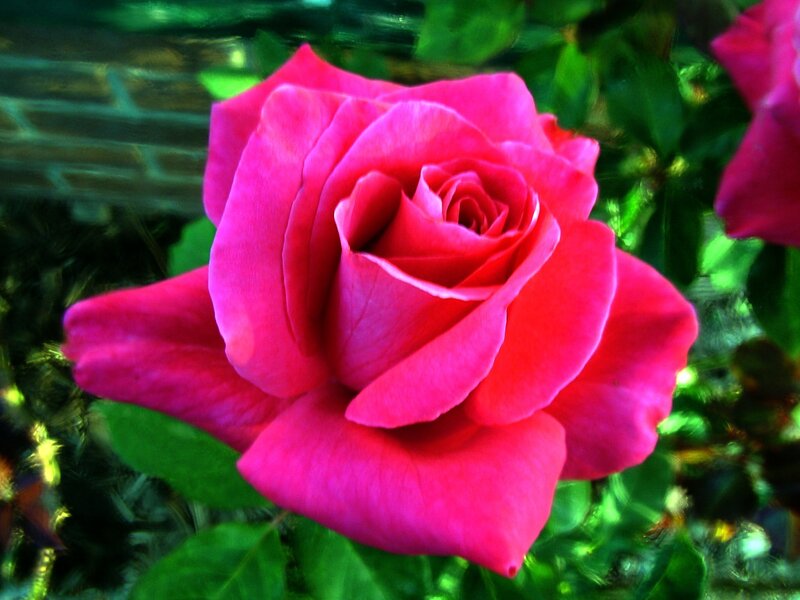 Pink Rose Flower — Calm, Photograph, Green Leaves, Brick Wall