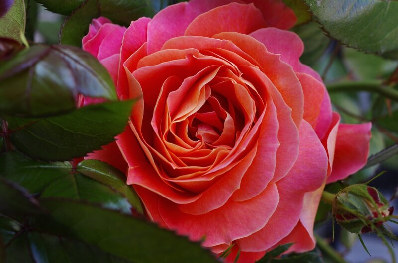 Pink Rose Flower — Calm, Photograph, Green Leaves, Bud, Red