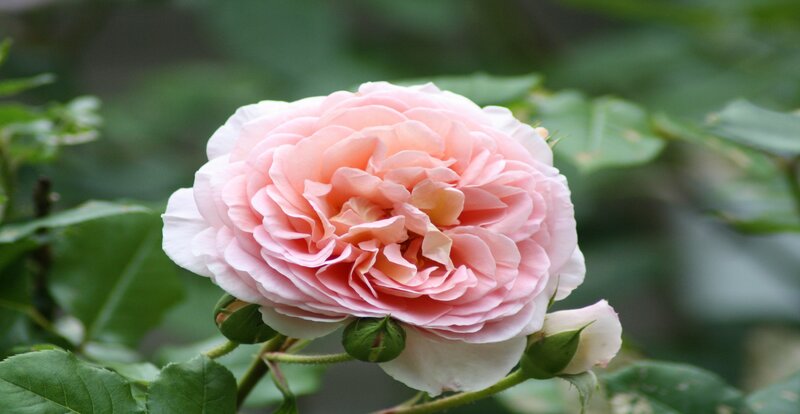 Pink Rose Flower — Calm, Photograph, Green Leaves, Buds