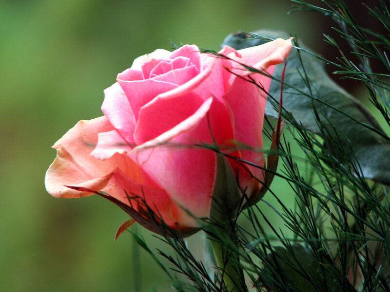 Pink Rose Flower — Calm, Photograph, Green Leaves, Grass