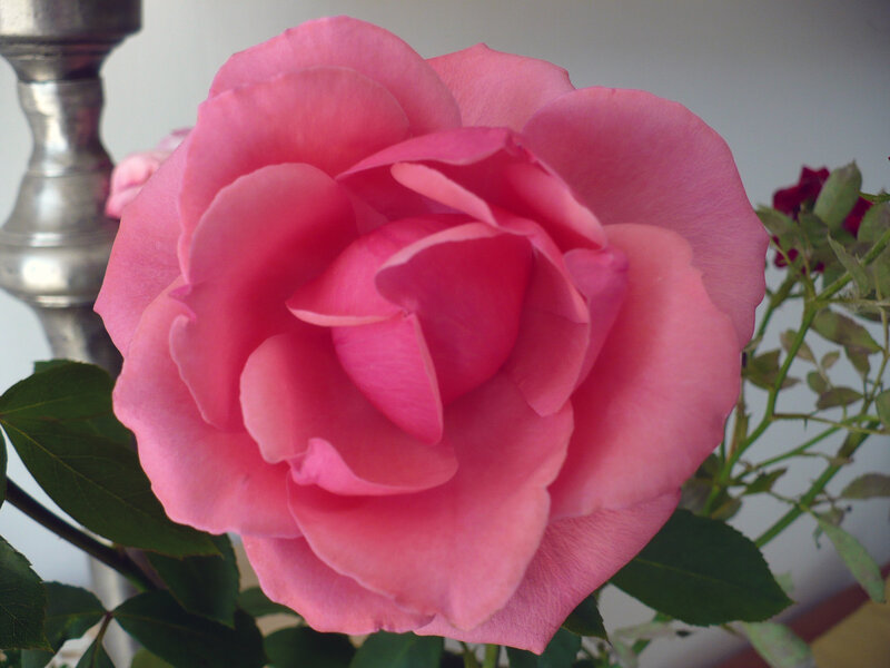 Pink Rose Flower — Calm, Photograph, Green Leaves, Metal Object