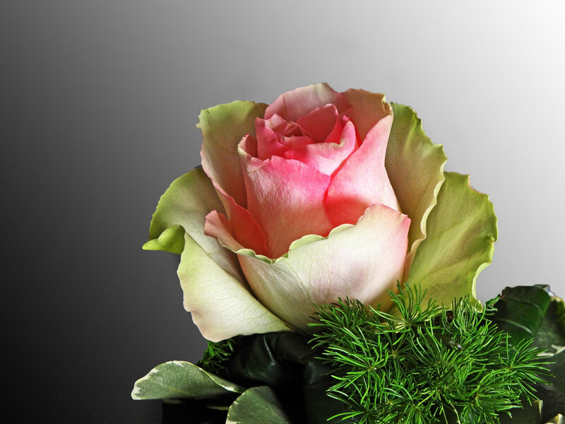 Pink Rose Flower — Calm, Photograph, Green Leaves, Pine Needles